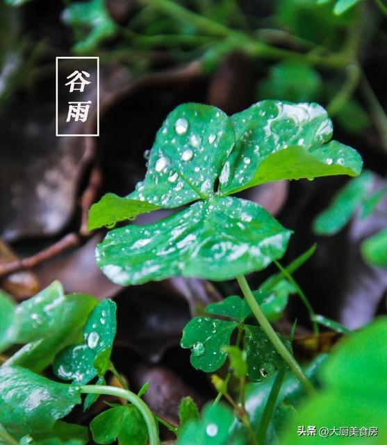 谷雨交节时间与气候关联的量化分析:2026年“早谷雨”预测及农事响应策略 文化旅游